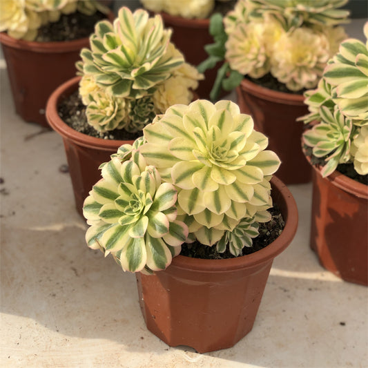 Aeonium green sunny variegated Succulents TaoSucculent