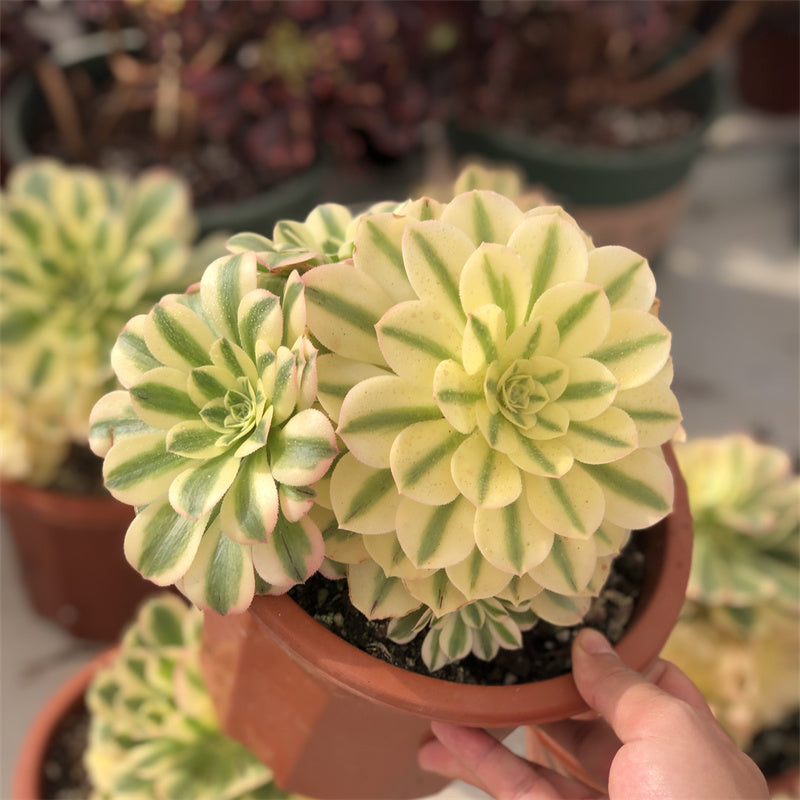 Aeonium green sunny variegated Succulents TaoSucculent