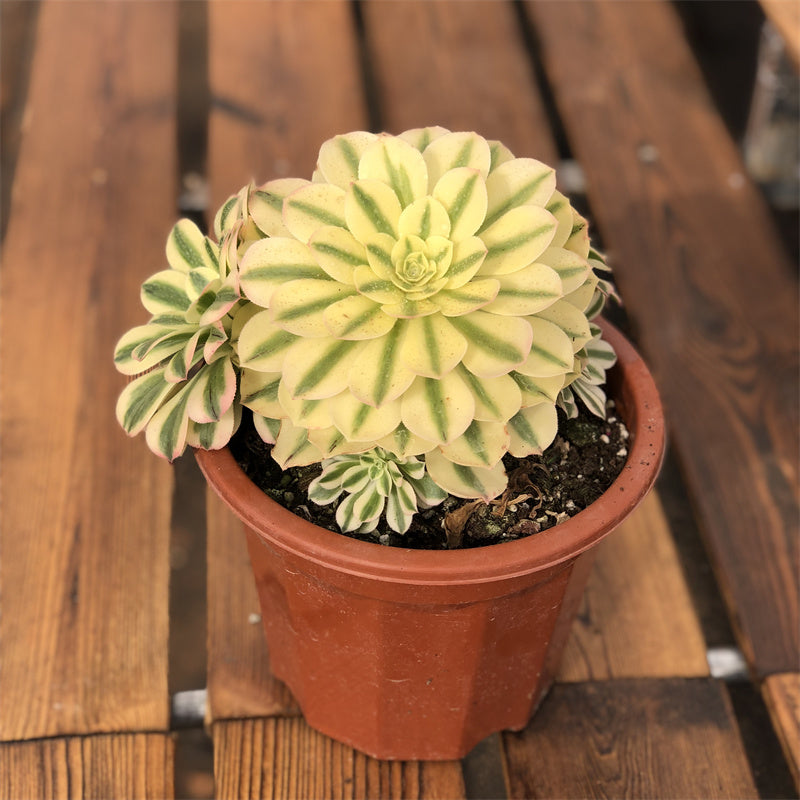 Aeonium green sunny variegated Succulents TaoSucculent