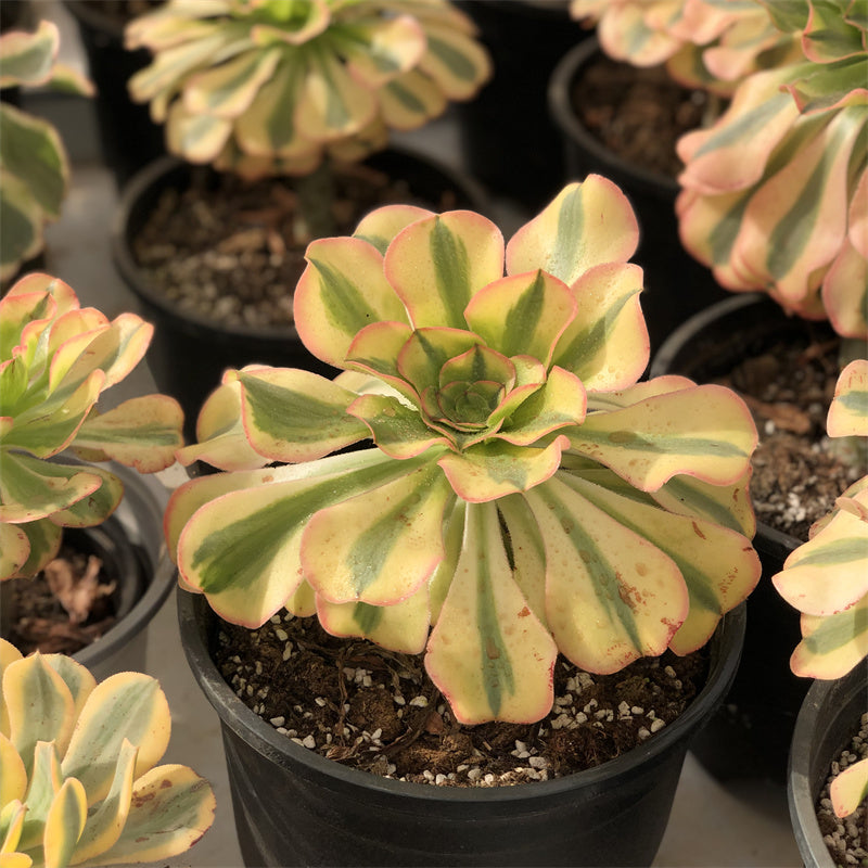 Aeonium undulatum light variegated Succulents TaoSucculent