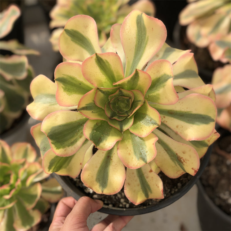 Aeonium undulatum light variegated Succulents TaoSucculent