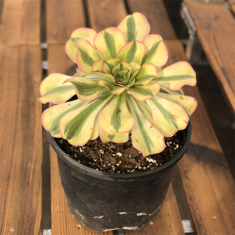 Aeonium undulatum light variegated Succulents TaoSucculent