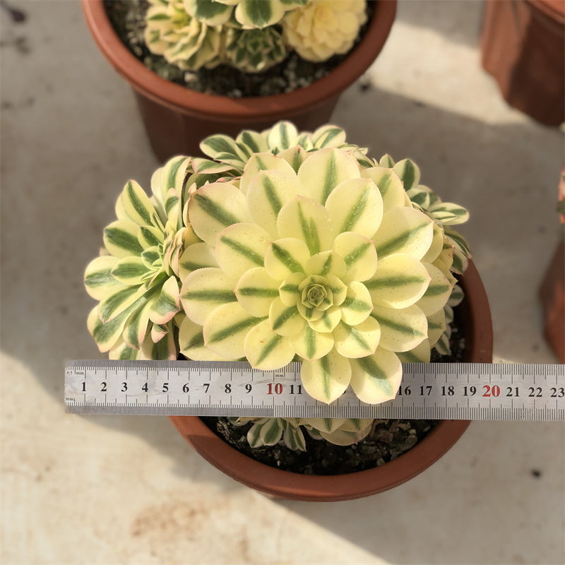 Aeonium green sunny variegated Succulents TaoSucculent