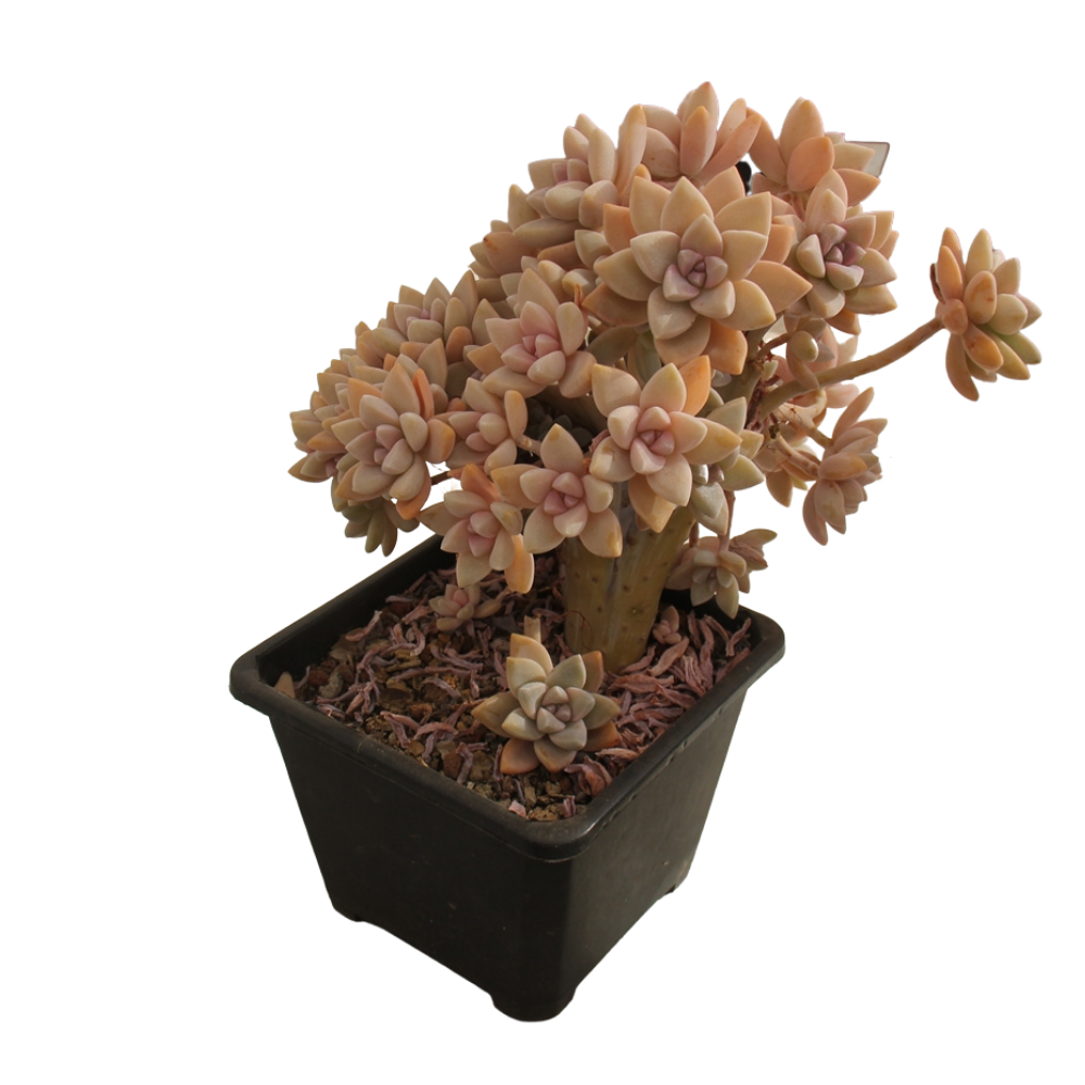 Graptopetalum paraguayense 'Awayuki' crested Succulents TaoSucculent