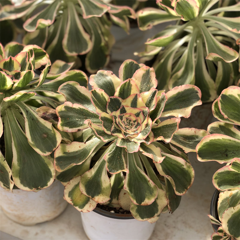 Aeonium undulatum variegated Succulents TaoSucculent