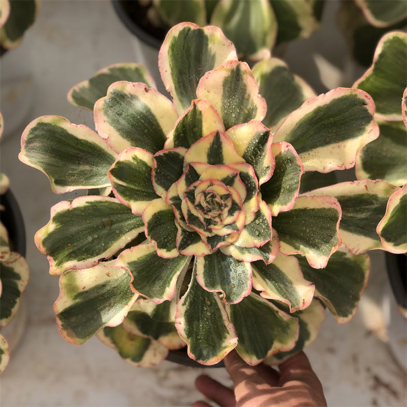 Aeonium undulatum variegated Succulents TaoSucculent