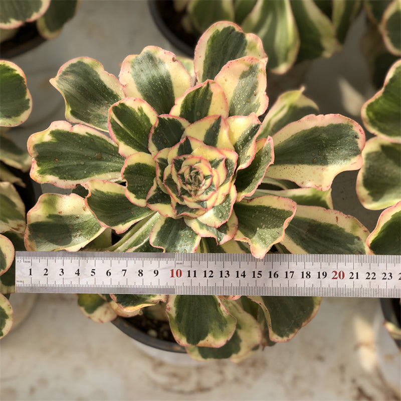 Aeonium undulatum variegated Succulents TaoSucculent