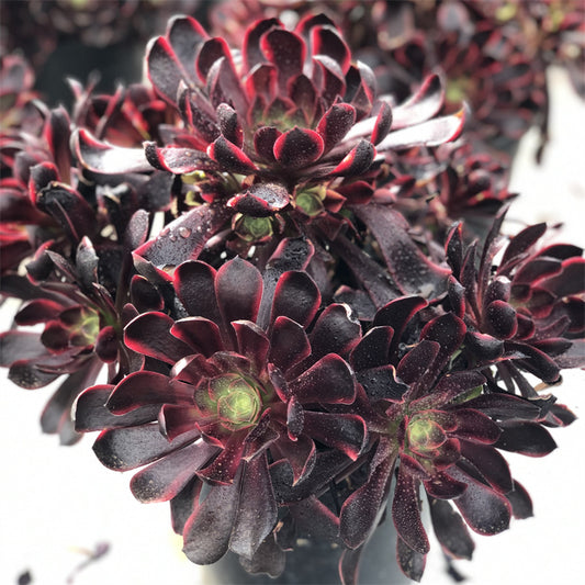 Aeonium Super bang variegated Succulents TaoSucculent