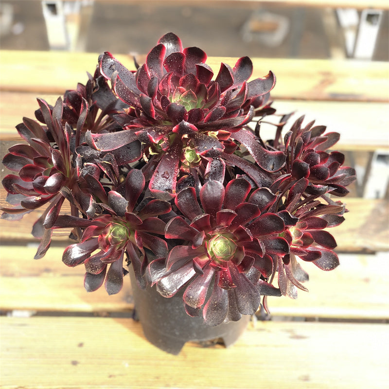 Aeonium Super bang variegated Succulents TaoSucculent