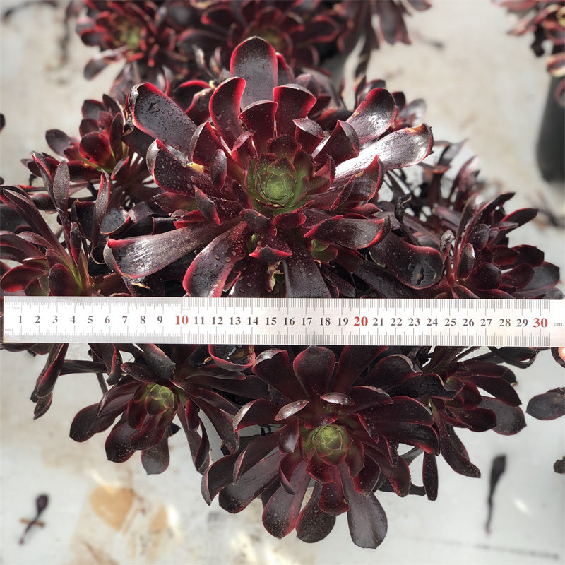 Aeonium Super bang variegated Succulents TaoSucculent