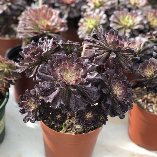 Aeonium Black Red Beauty  variegated Succulents TaoSucculent