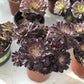 Aeonium Black Red Beauty  variegated Succulents TaoSucculent