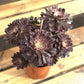 Aeonium Black Red Beauty  variegated Succulents TaoSucculent