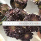 Aeonium Black Red Beauty  variegated Succulents TaoSucculent