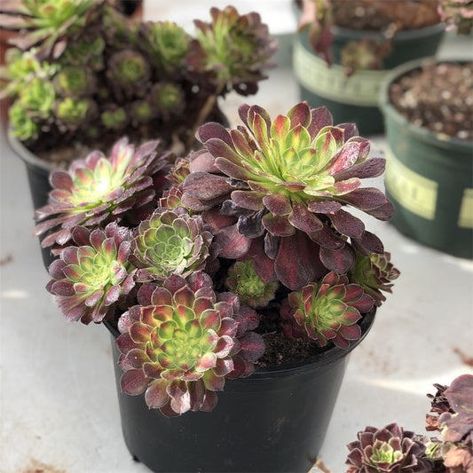 Aeonium Picasso variegated Succulents TaoSucculent