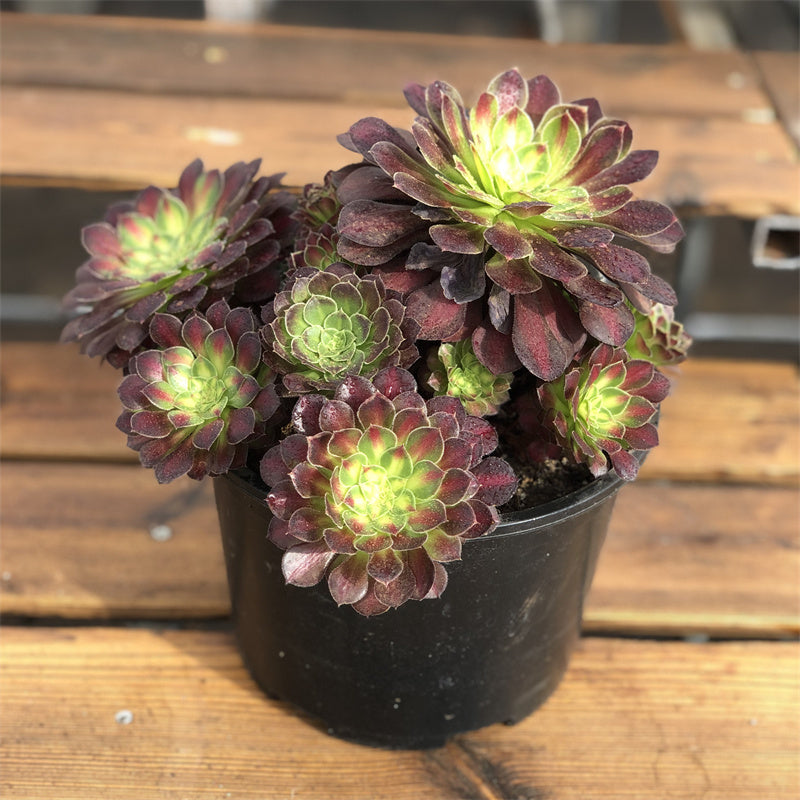 Aeonium Picasso variegated Succulents TaoSucculent