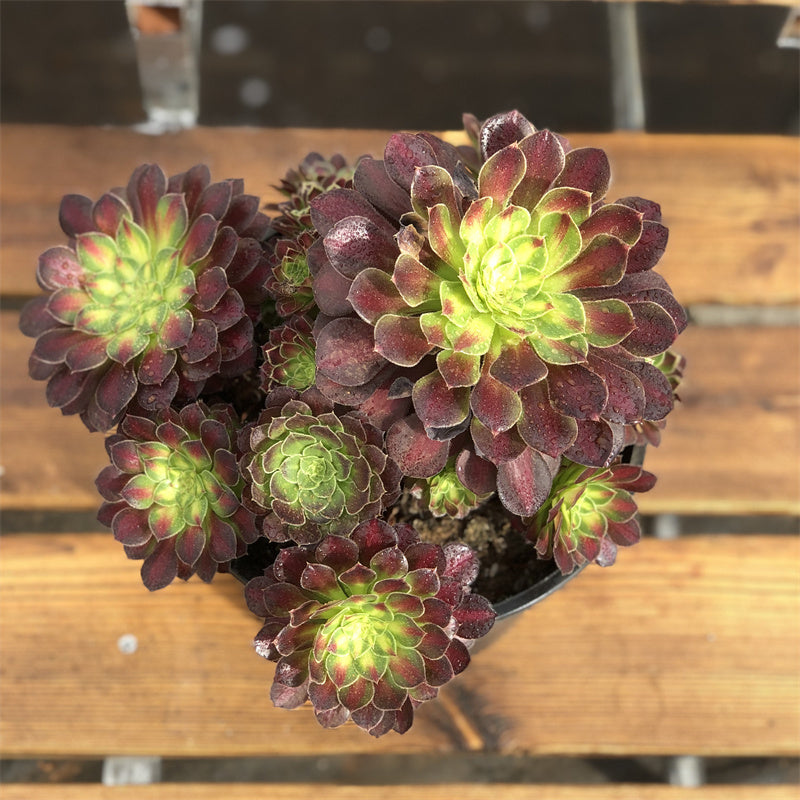 Aeonium Picasso variegated Succulents TaoSucculent