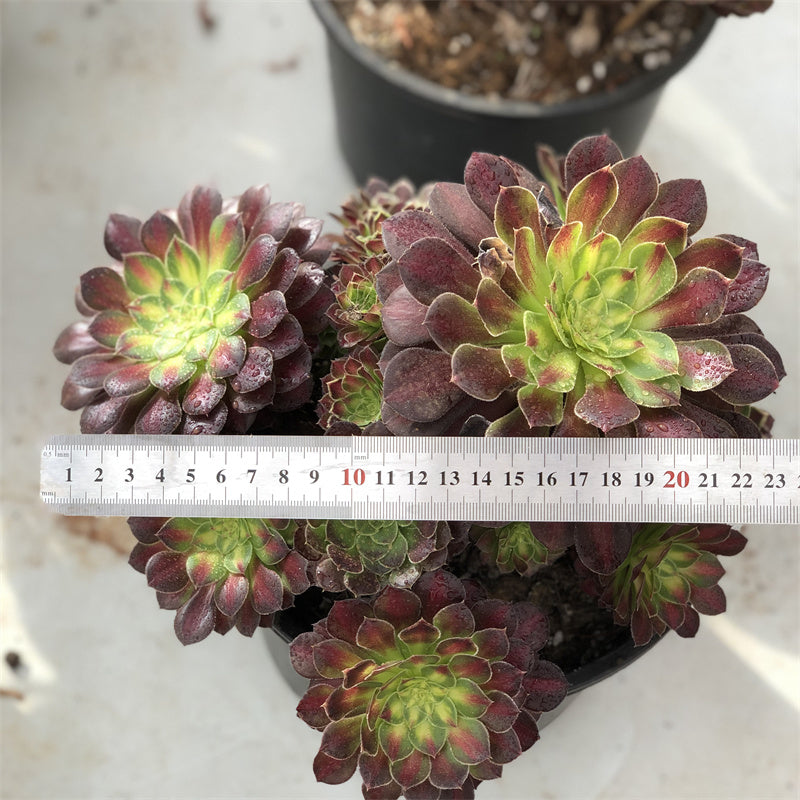 Aeonium Picasso variegated Succulents TaoSucculent