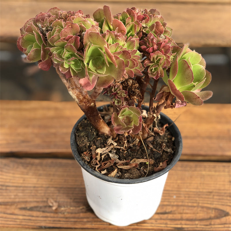 Aeonium Teresa Succulents TaoSucculent