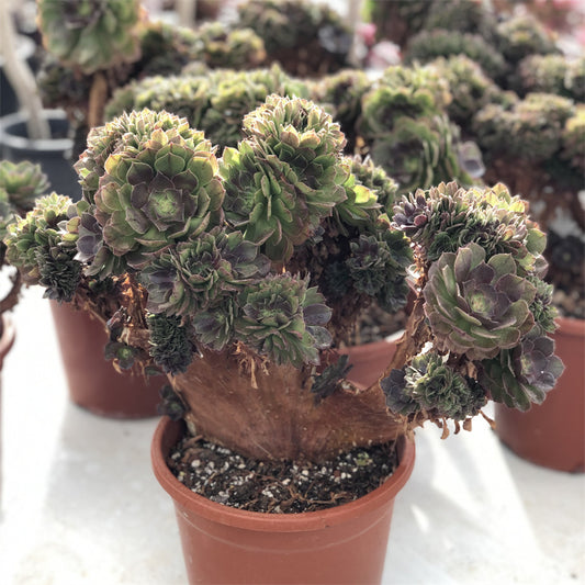 Aeonium Halloween crested Succulents TaoSucculent