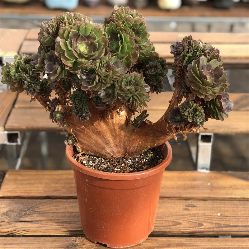 Aeonium Halloween crested Succulents TaoSucculent