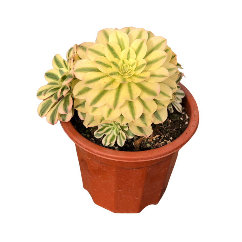 Aeonium green sunny variegated Succulents TaoSucculent