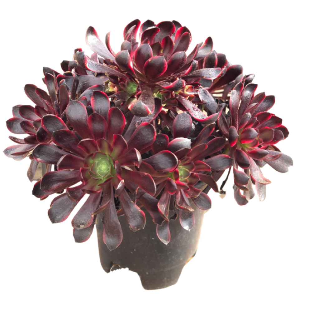 Aeonium Super bang variegated Succulents TaoSucculent