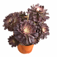 Aeonium Black Red Beauty  variegated Succulents TaoSucculent