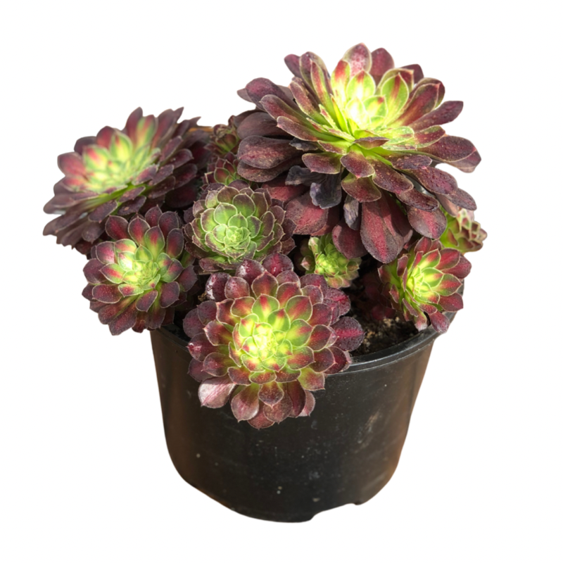 Aeonium Picasso variegated Succulents TaoSucculent