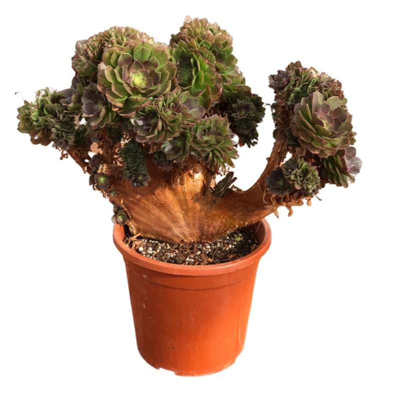 Aeonium Halloween crested Succulents TaoSucculent