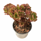 Aeonium Teresa Succulents TaoSucculent