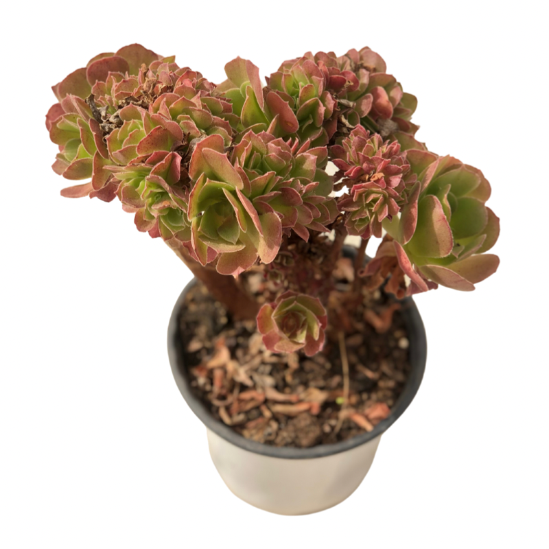 Aeonium Teresa Succulents TaoSucculent