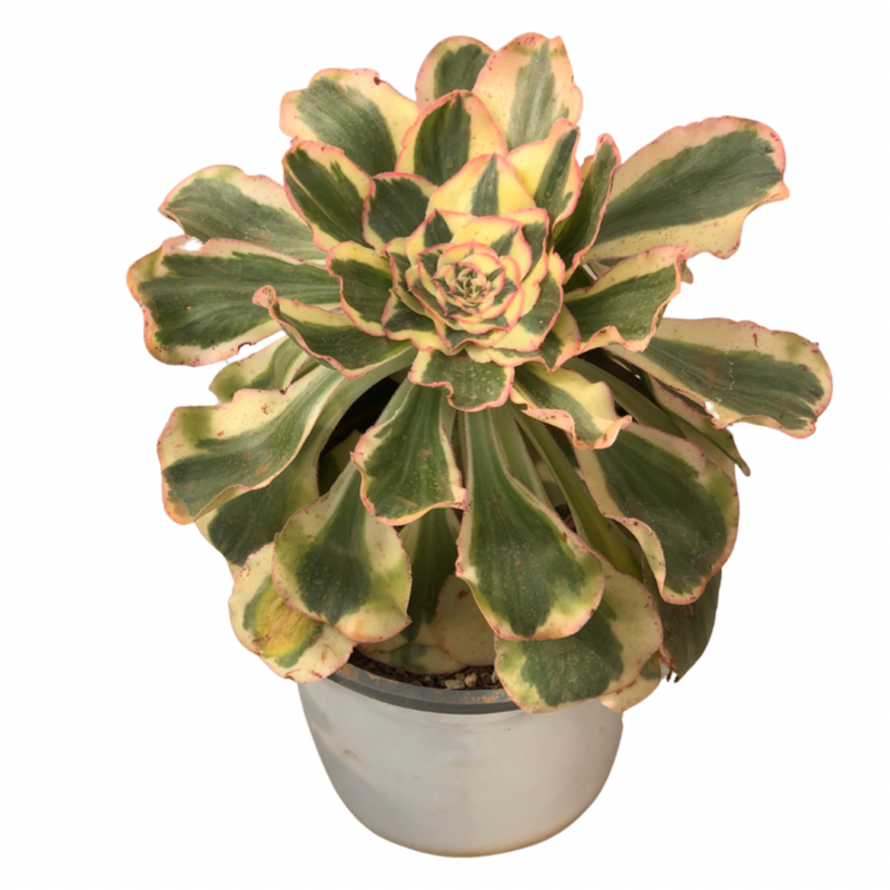 Aeonium undulatum variegated Succulents TaoSucculent