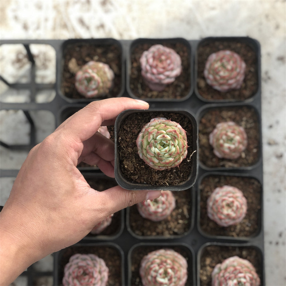 Echeveria Velvet Succulents TaoSucculent