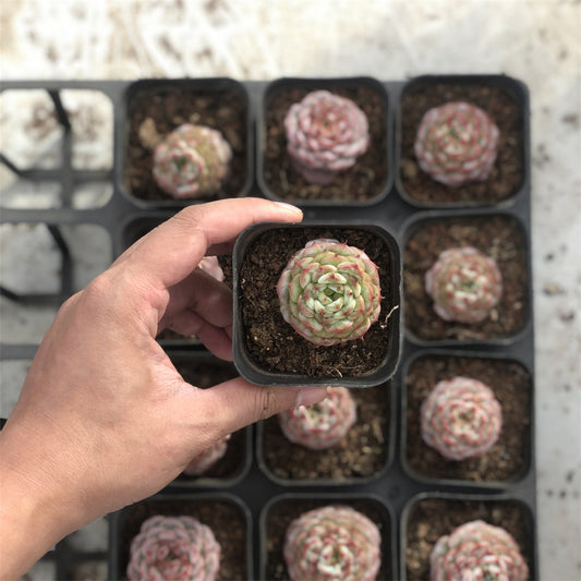 Echeveria Velvet Succulents TaoSucculent