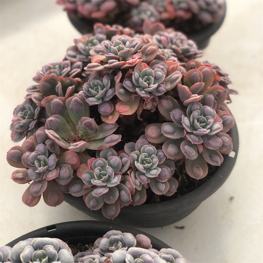 Echeveria Raindrop Succulents TaoSucculent