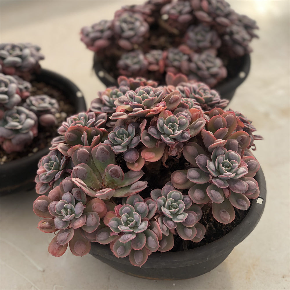 Echeveria Raindrop Succulents TaoSucculent