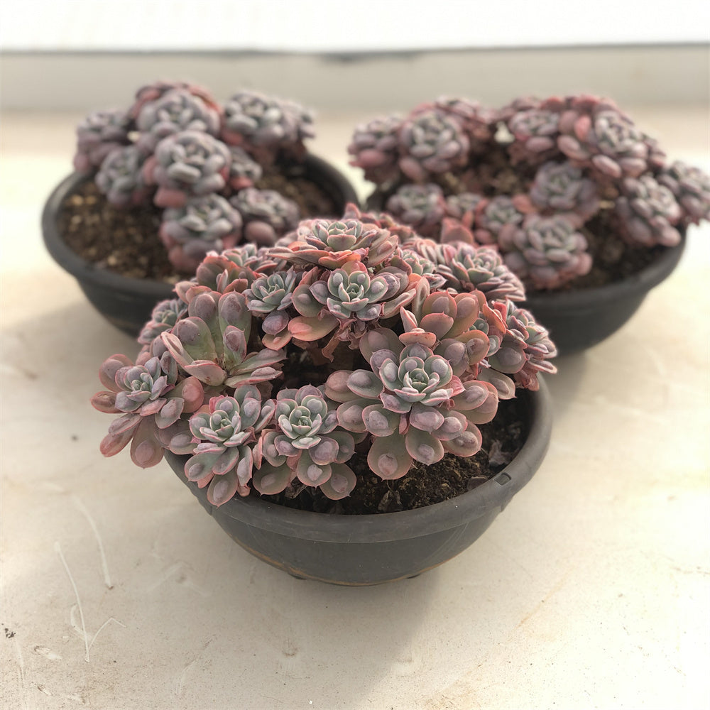 Echeveria Raindrop Succulents TaoSucculent