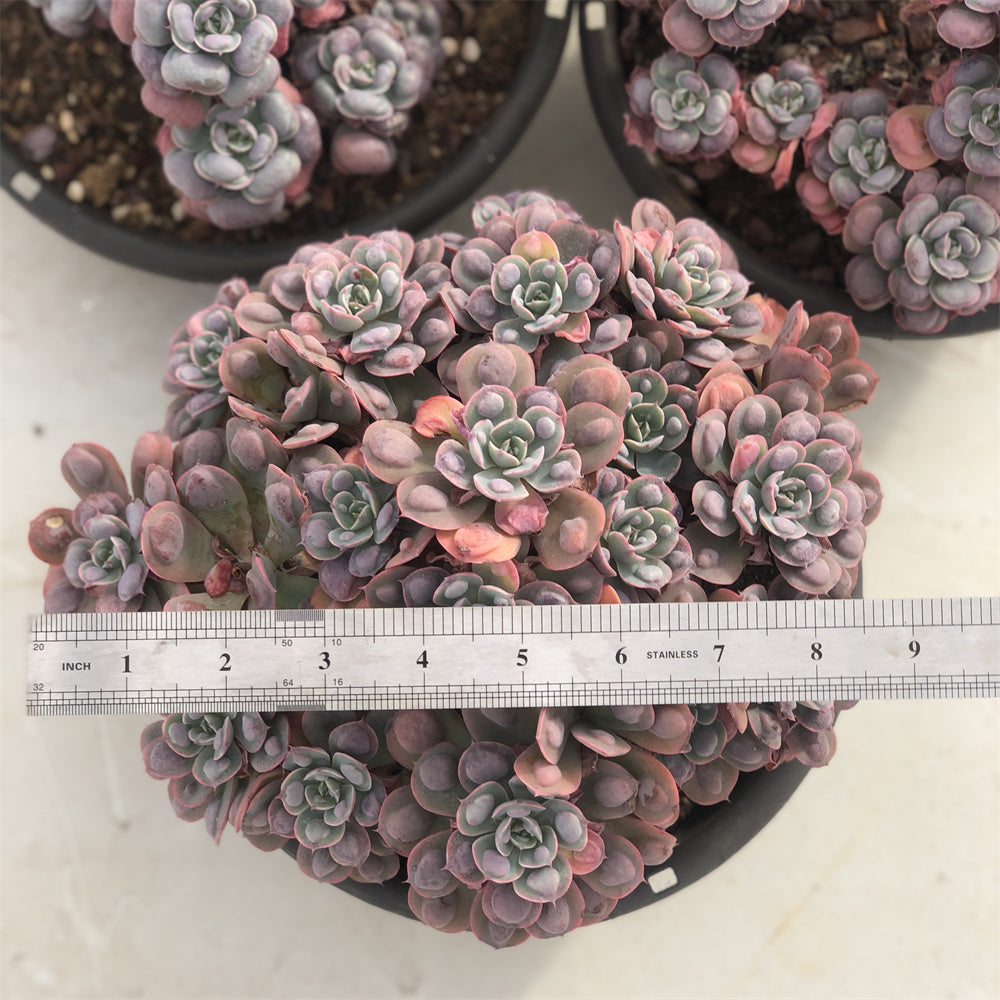 Echeveria Raindrop Succulents TaoSucculent