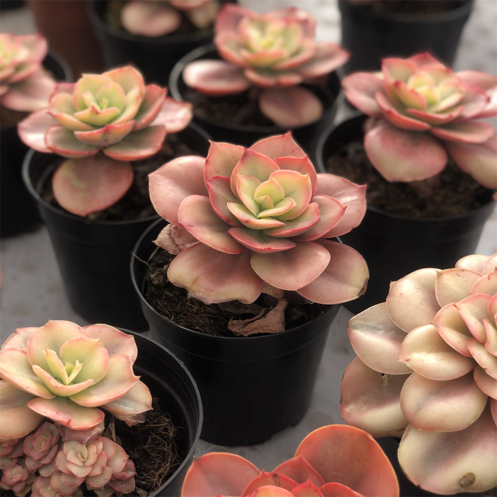 Echeveria Wave sunny variegated Succulents TaoSucculent