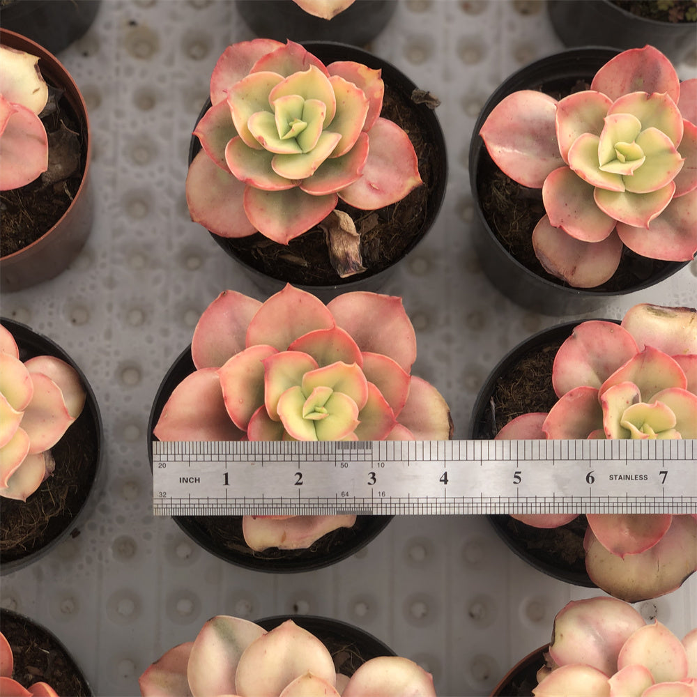 Echeveria Wave sunny variegated Succulents TaoSucculent