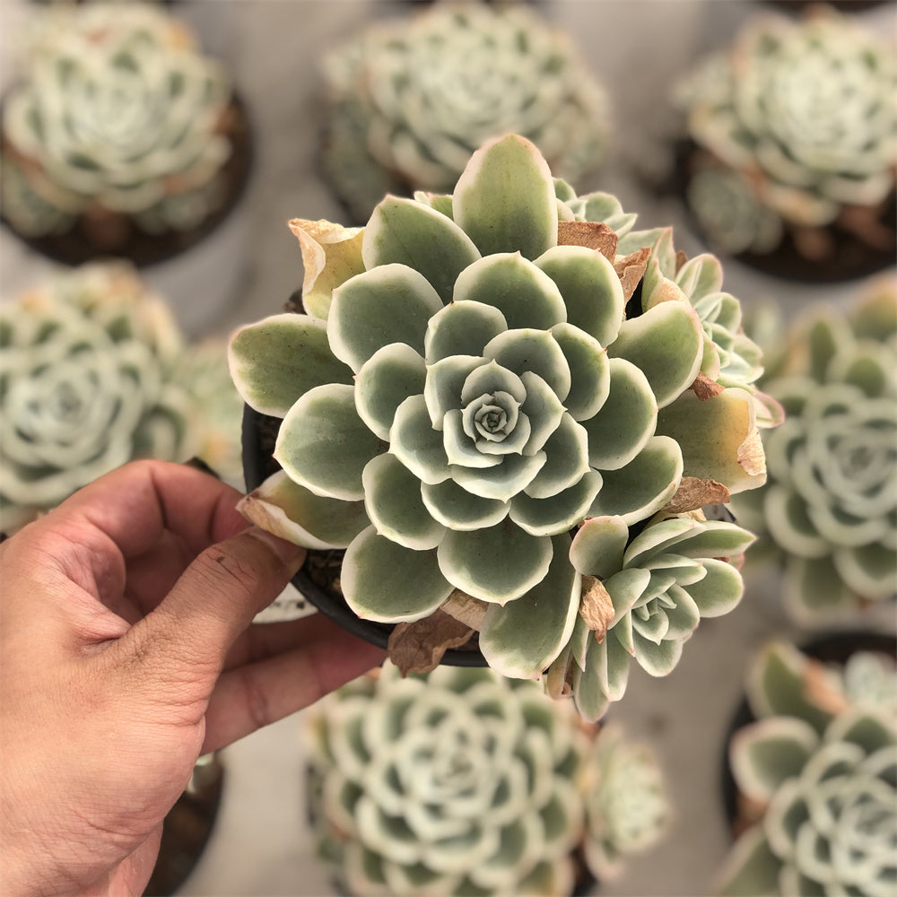 Echeveria Lemon Rose variegated Succulents TaoSucculent