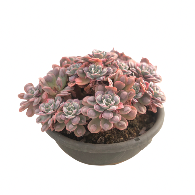 Echeveria Raindrop Succulents TaoSucculent