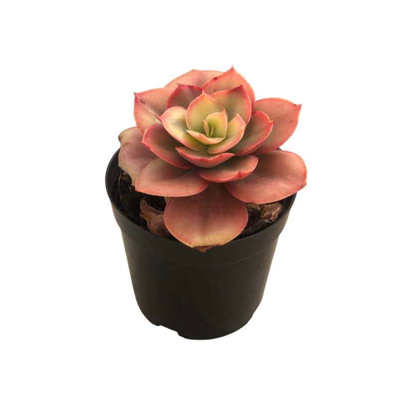 Echeveria Wave sunny variegated Succulents TaoSucculent