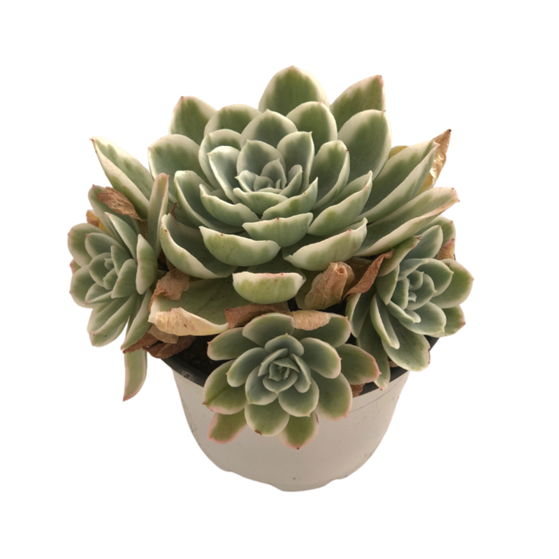 Echeveria Lemon Rose variegated Succulents TaoSucculent