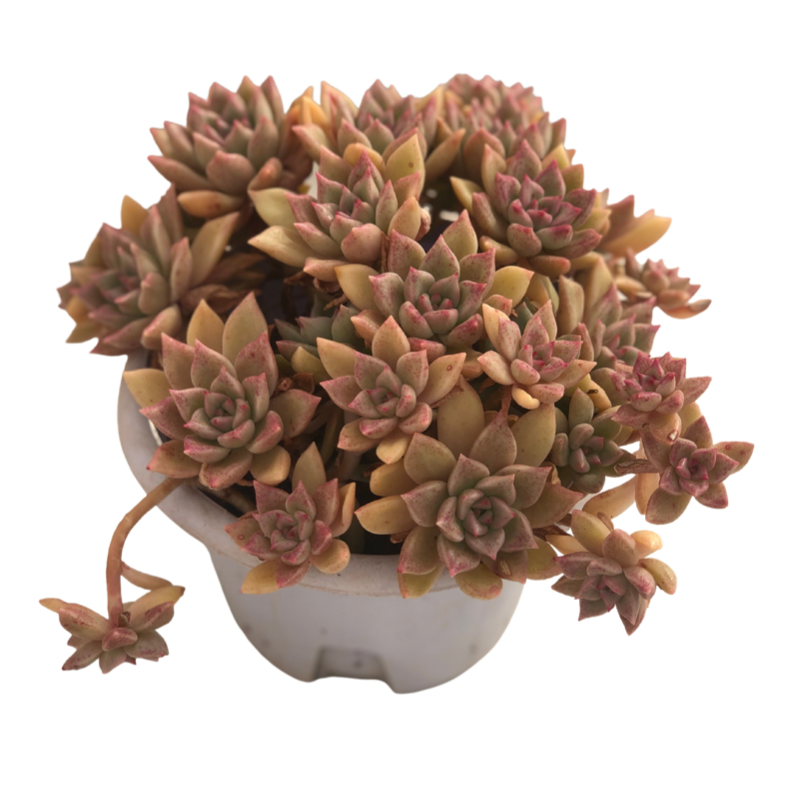 Echeveria gilva 'Shining Pearl' Succulents TaoSucculent